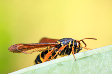 Aegeriidae insects on plant