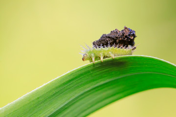 Hispidae insects larvae on plant