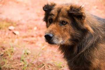 Fototapeta premium german shepherd dog