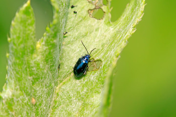 leaf beetle on plant