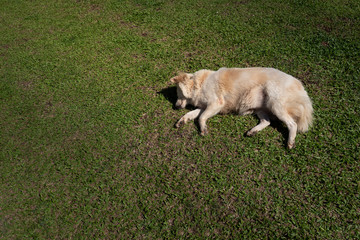 Exhausted dog from heat are laying down on grass like a dead dog.