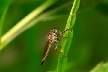 Cophinopoda chinensis