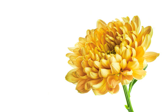 Yellow chrysanthemum on white background with copy space