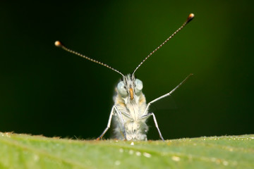 Pontia daplidice on green plant