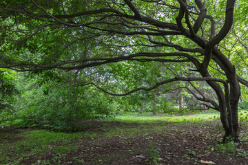 curve tree in the wood