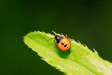 Fototapeta premium stinkbug on plant