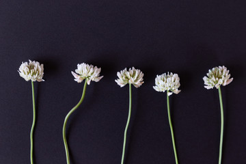 white clover flowers on black background