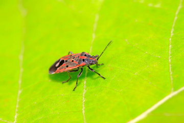 stinkbug on plant