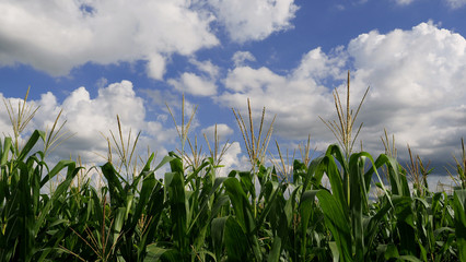 Corn field with scattered of white clouds and blue sky. Wide aspect ratio of 16:9.