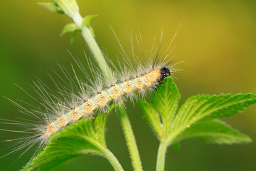 caterpillar on green leaf