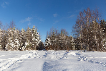 winter landscape with trees and road