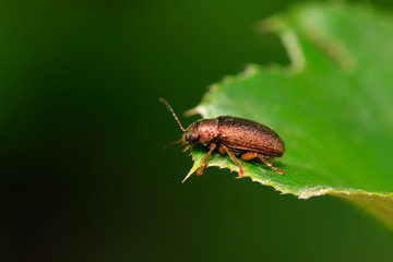 leaf beetle on plant
