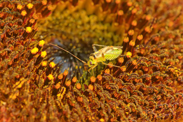 stinkbug on green leaf