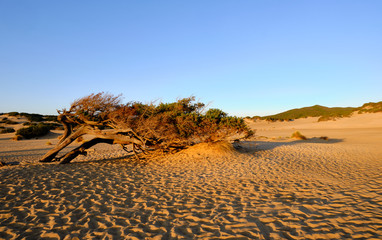 Juniperus in Dune di Piscinas, Sardinian Desert, Arbus, Italy