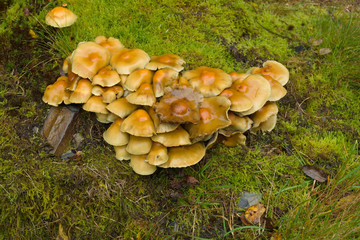 Sulphur Tuft fungi latin name Hypholoma fasciculare 