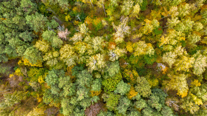 The changing of the leaves on Crowder's Mountain, North Carolina. View from the Peak.