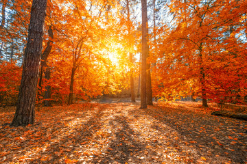 Beautiful autumn lane in the forest