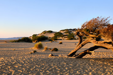 Juniperus in Dune di Piscinas, Sardinian Desert, Arbus, Italy