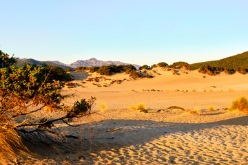 Juniperus in Dune di Piscinas, Sardinian Desert, Arbus, Italy