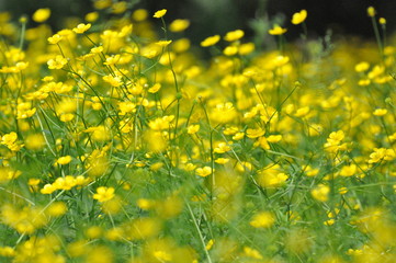 Yellow flowers