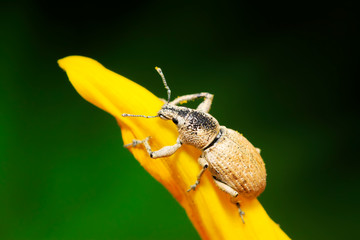 weevil on plant