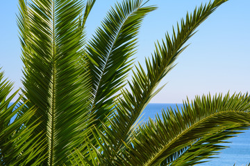 Fototapeta premium large green palm leaves against blue clear sky and Mediterranean sea