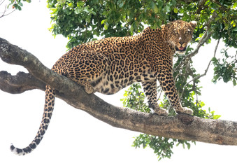 leopard in a tree