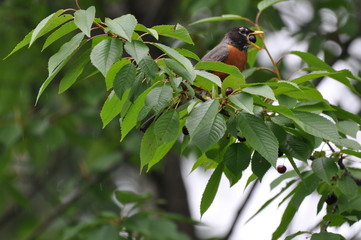 Robin with berry 