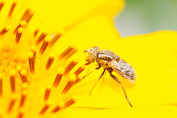 Eristalis arvorum on plant