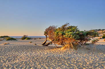 Juniperus in Dune di Piscinas, Sardinian Desert, Arbus, Italy