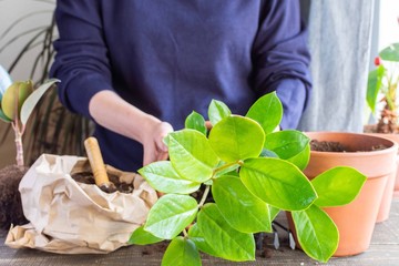 Woman replanting Zamioculcas flower in a new brown clay pot, the houseplant transplant at home