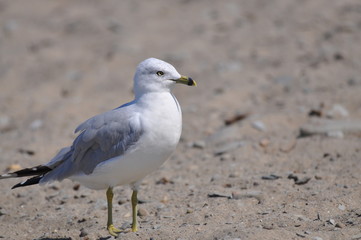 Ring-Billed Gull