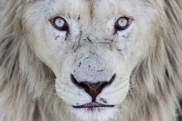 beautiful portrait of a white lion