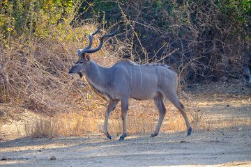 Kudu in Mana Pools National Park, Zimbabwe