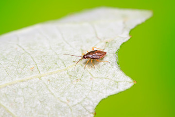 stinkbug on plant