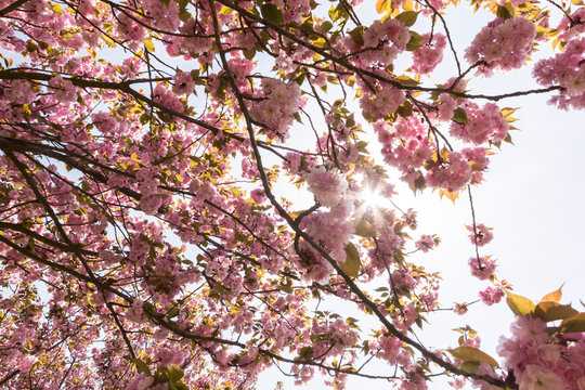 Japanische Kirschblüte in der Frühlingszeit
