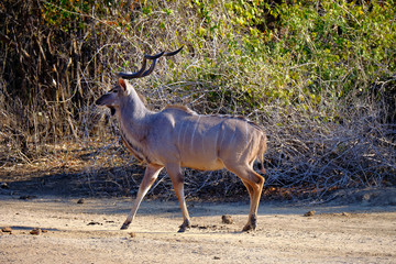 Kudu in Mana Pools National Park, Zimbabwe