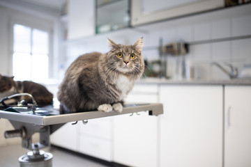 maine coon cat sitting on operating table next to another cat at the veterinarian looking scared