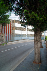 árboles en la acera en Tarragona (España)