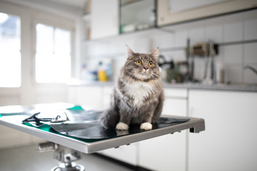 maine coon cat sitting on operating table at the veterinarian looking scared