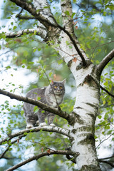 young blue tabby maine coon cat standing on branch of a birch tree outdoors looking down observing the back yard