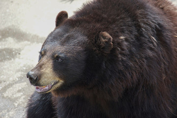 Bear