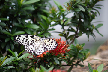 Beautiful Butterfly