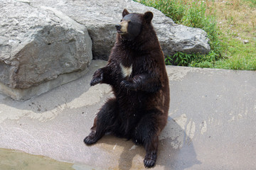 Bear