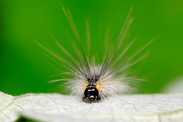caterpillar on green leaf