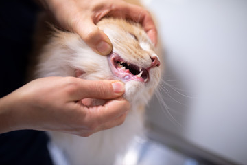 veterinarian opening maine coon cat's mouth for animal teeth examination