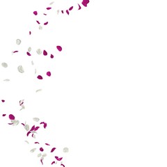 Purple and white rose petals fly in the air. Isolated white background