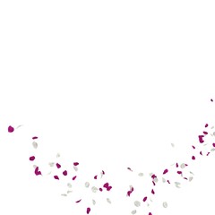 Fototapeta na wymiar Purple and white rose petals fly in the air. Isolated white background