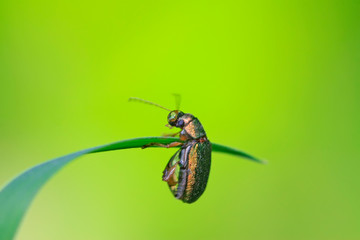 leaf beetle on plant