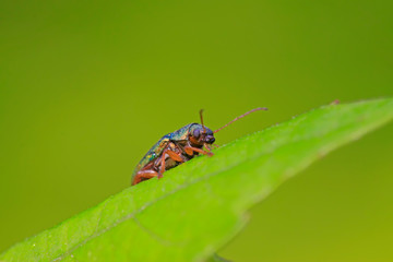 leaf beetle on plant